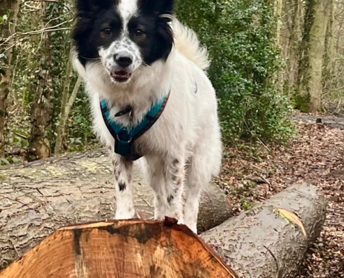 7febdc56-12d0-4fbb-af68-2423cd0d02fe